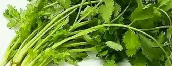 网络用语男生说吃香菜是什么梗-自媒星球
