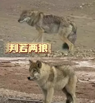 网络用语化缘狼是什么梗-自媒星球