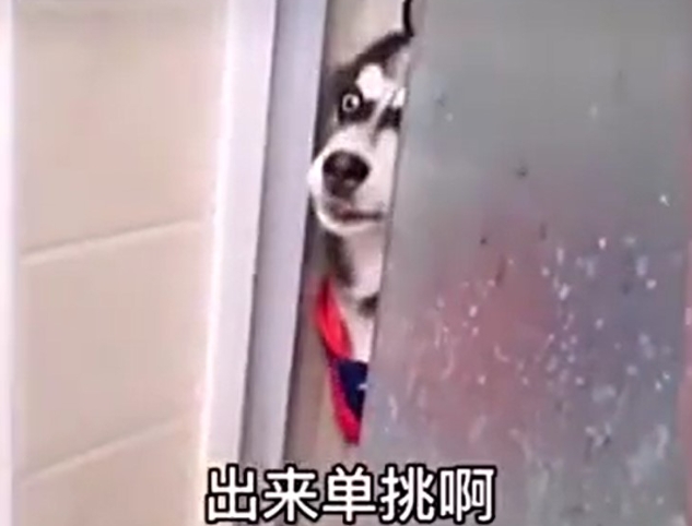 《抖音》二哈出来单挑啊是什么梗-自媒星球