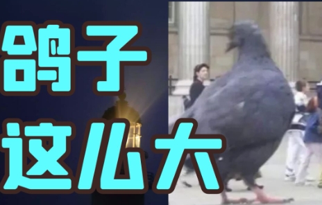 网络用语鸽子为什么这么大是什么梗-自媒星球