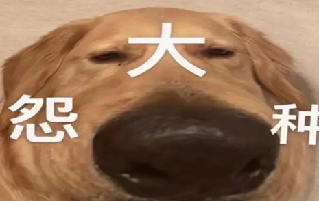 网络用语纯纯大冤种是什么梗-自媒星球