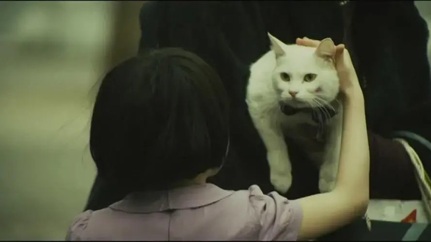 恐怖电影《猫：看见死亡的双眼》解说文案-自媒星球